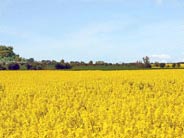 Rapsblüte auf Fehmarn Rapsblüte auf Fehmarn